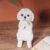 Cute Little Dog Standing Statue Creative Resin Animal Decorative Ornament Home Bedroom Living Room Outdoor Decoration Display 251215