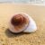 Roll shell fish hermitage crab spare replacement shell bread snail natural conch shell special decoration aquarium S4J0